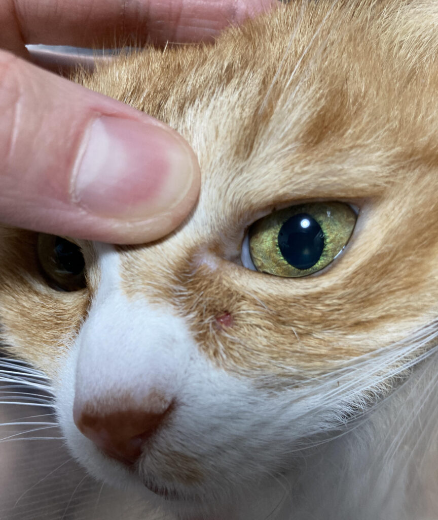 猫の背中におできの様なものが | 体表のできもの(結節・腫瘤・しこり) – FDNK