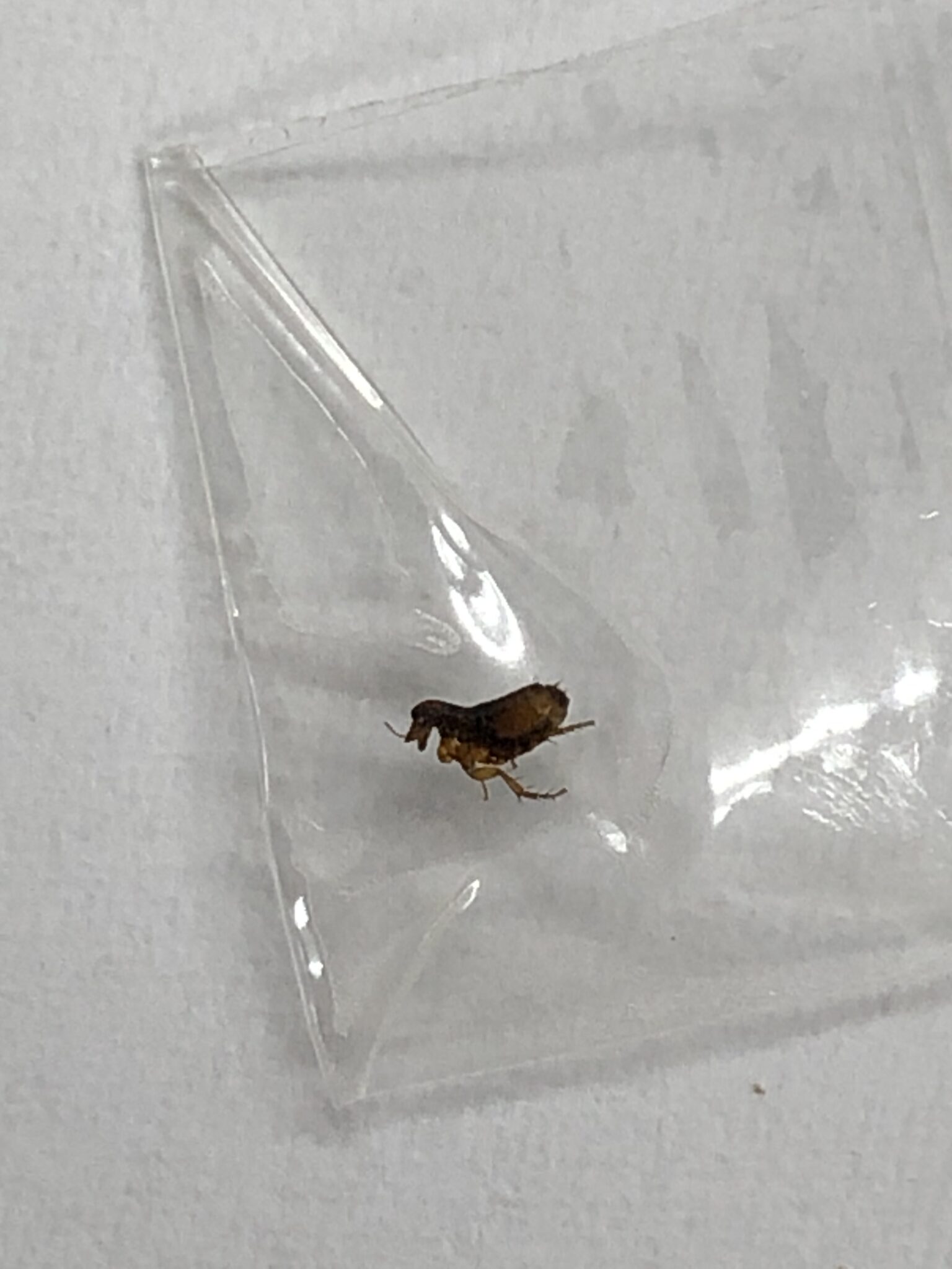 予防が大切!!痒みや皮膚炎を引き起こすノミ | おだわら動物病院